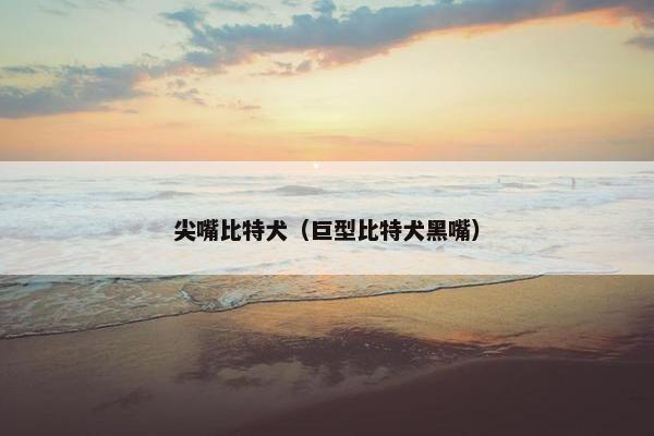 尖嘴比特犬（巨型比特犬黑嘴）