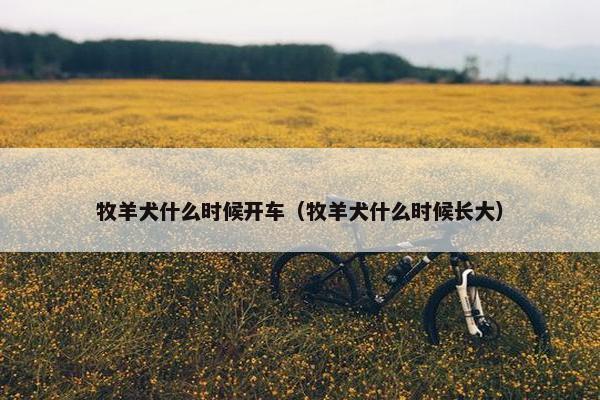 牧羊犬什么时候开车（牧羊犬什么时候长大）