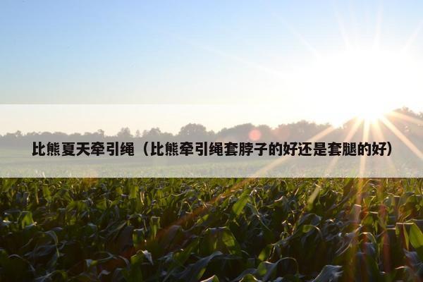 比熊夏天牵引绳（比熊牵引绳套脖子的好还是套腿的好）