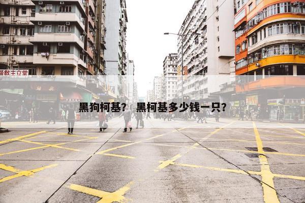 黑狗柯基？ 黑柯基多少钱一只？