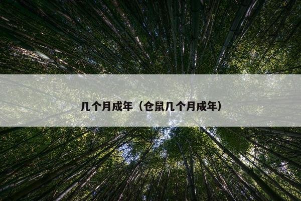 几个月成年（仓鼠几个月成年）