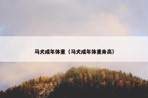 马犬成年体重（马犬成年体重身高）