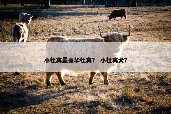 小杜宾最豪华杜宾？ 小杜宾犬？