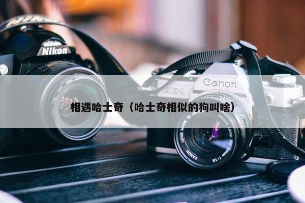 相遇哈士奇（哈士奇相似的狗叫啥）