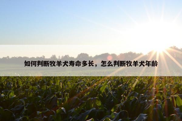 如何判断牧羊犬寿命多长，怎么判断牧羊犬年龄