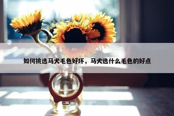 如何挑选马犬毛色好坏，马犬选什么毛色的好点