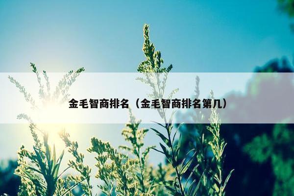金毛智商排名（金毛智商排名第几）