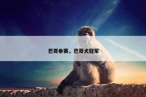 巴哥参赛，巴哥犬冠军