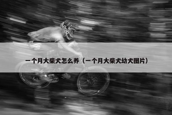 一个月大柴犬怎么养（一个月大柴犬幼犬图片）