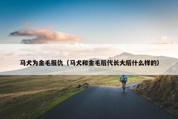 马犬为金毛报仇（马犬和金毛后代长大后什么样的）