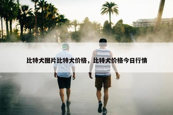 比特犬图片比特犬价格，比特犬价格今日行情