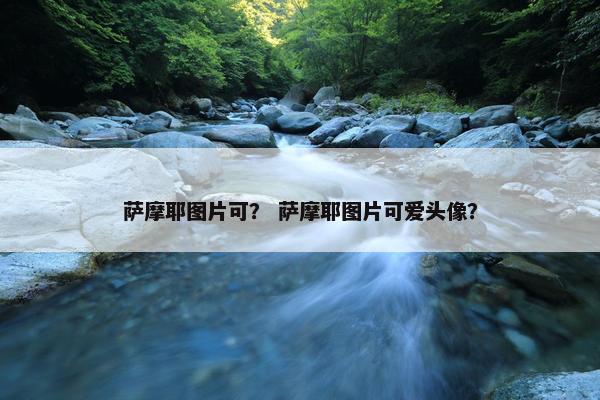 萨摩耶图片可？ 萨摩耶图片可爱头像？