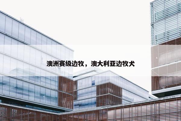澳洲赛级边牧，澳大利亚边牧犬