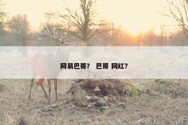 网易巴哥？ 巴哥 网红？