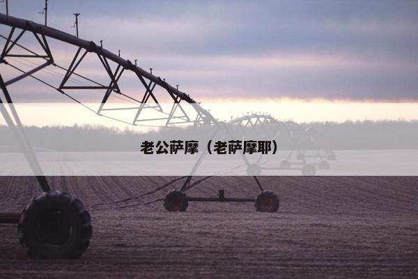 老公萨摩（老萨摩耶）