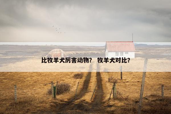 比牧羊犬厉害动物？ 牧羊犬对比？