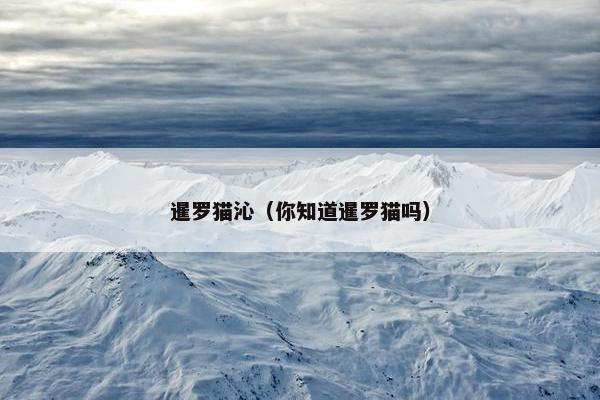 暹罗猫沁（你知道暹罗猫吗）