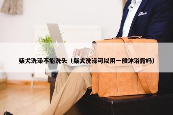 柴犬洗澡不能洗头（柴犬洗澡可以用一般沐浴露吗）