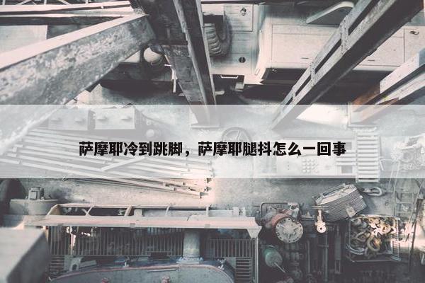 萨摩耶冷到跳脚，萨摩耶腿抖怎么一回事