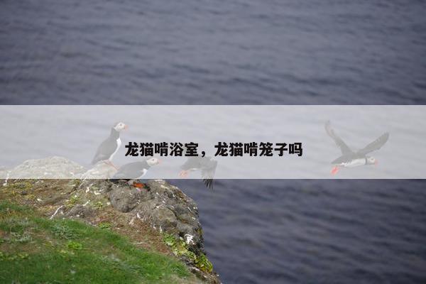 龙猫啃浴室，龙猫啃笼子吗