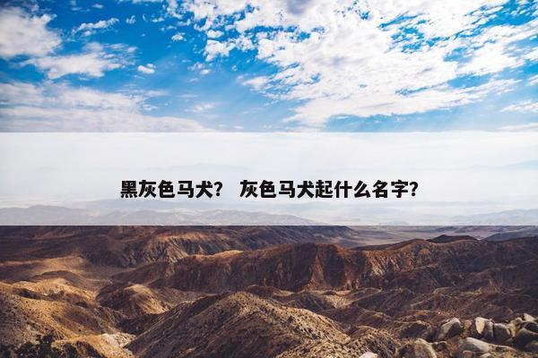 黑灰色马犬？ 灰色马犬起什么名字？
