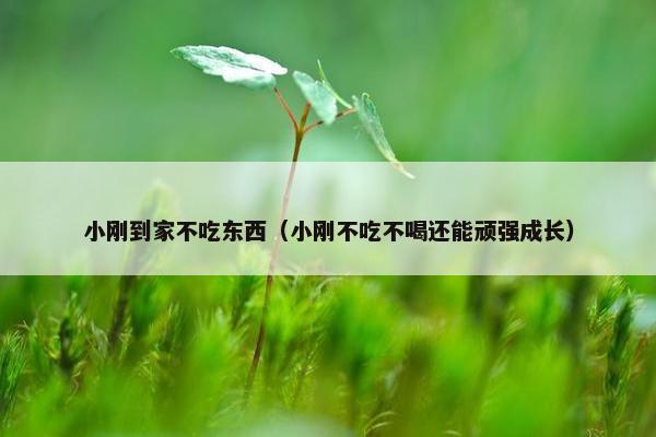 小刚到家不吃东西（小刚不吃不喝还能顽强成长）