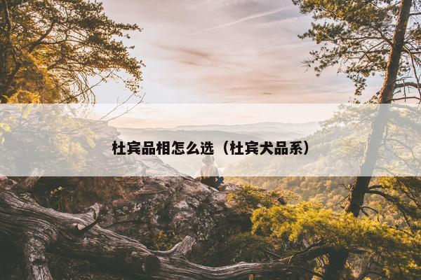 杜宾品相怎么选（杜宾犬品系）