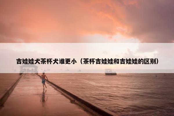 吉娃娃犬茶杯犬谁更小（茶杯吉娃娃和吉娃娃的区别）