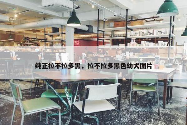 纯正拉不拉多黑，拉不拉多黑色幼犬图片