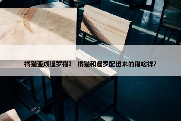 橘猫变成暹罗猫？ 橘猫和暹罗配出来的猫啥样？