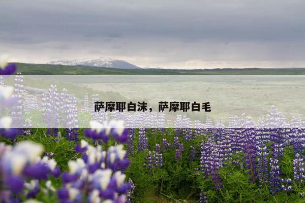 萨摩耶白沫，萨摩耶白毛