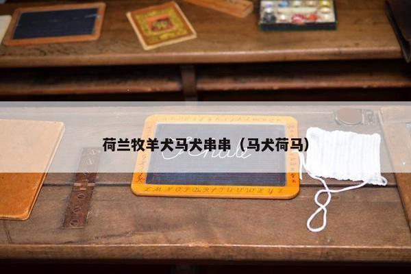 荷兰牧羊犬马犬串串（马犬荷马）