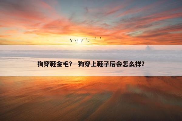 狗穿鞋金毛？ 狗穿上鞋子后会怎么样？
