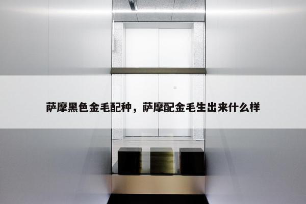 萨摩黑色金毛配种，萨摩配金毛生出来什么样