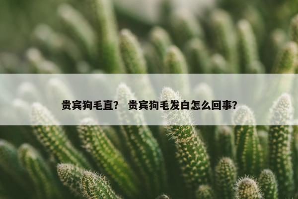 贵宾狗毛直？ 贵宾狗毛发白怎么回事？