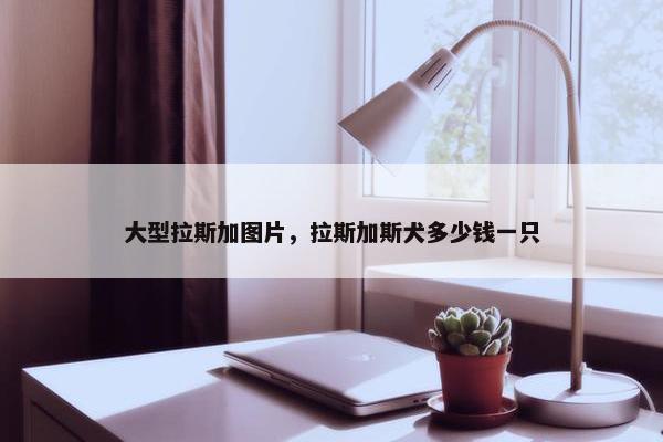 大型拉斯加图片，拉斯加斯犬多少钱一只