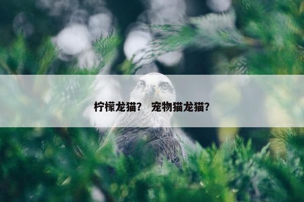 柠檬龙猫？ 宠物猫龙猫？