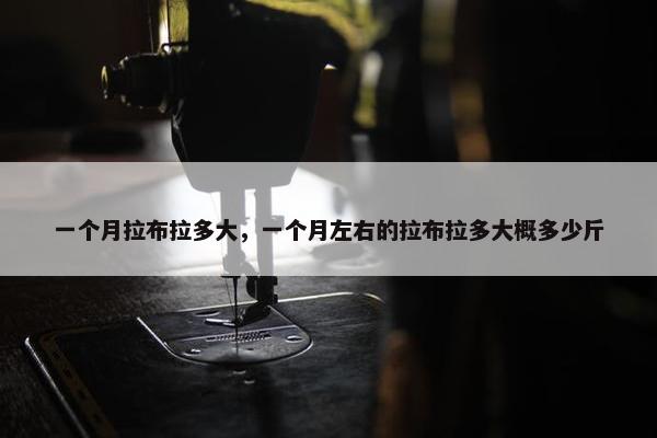 一个月拉布拉多大，一个月左右的拉布拉多大概多少斤