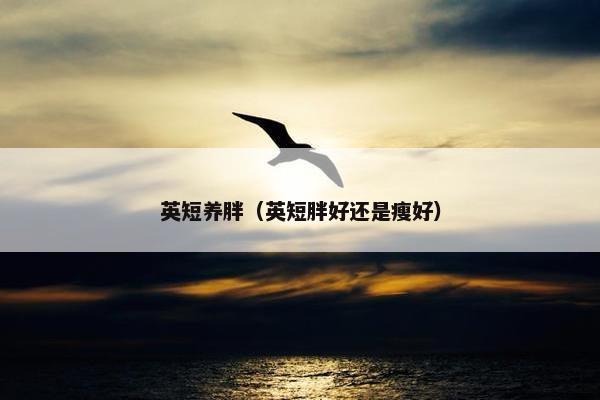 英短养胖（英短胖好还是瘦好）