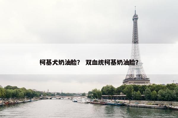 柯基犬奶油脸？ 双血统柯基奶油脸？