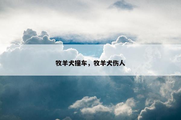 牧羊犬撞车，牧羊犬伤人