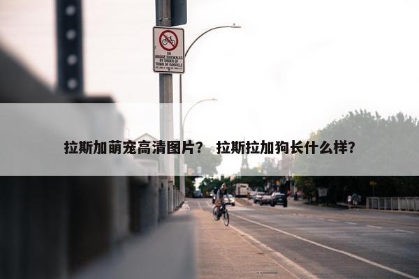 拉斯加萌宠高清图片？ 拉斯拉加狗长什么样？