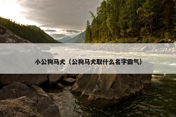 小公狗马犬（公狗马犬取什么名字霸气）