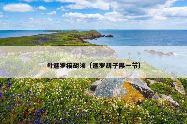 母暹罗猫胡须（暹罗胡子黑一节）