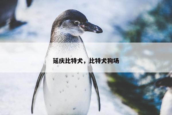 延庆比特犬，比特犬狗场