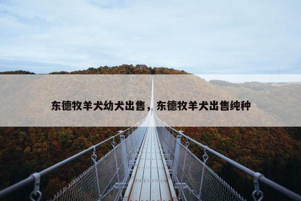 东德牧羊犬幼犬出售，东德牧羊犬出售纯种