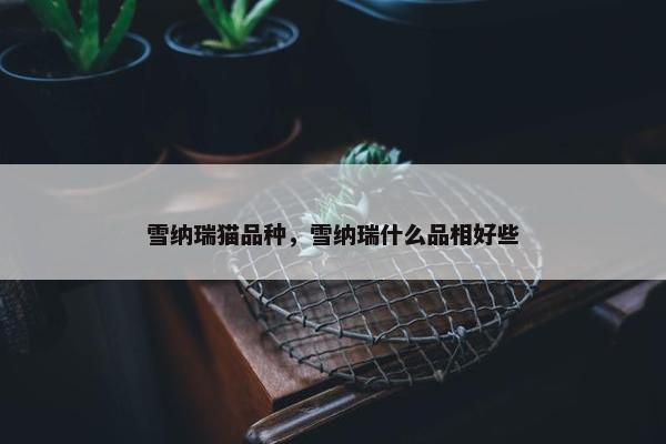 雪纳瑞猫品种，雪纳瑞什么品相好些