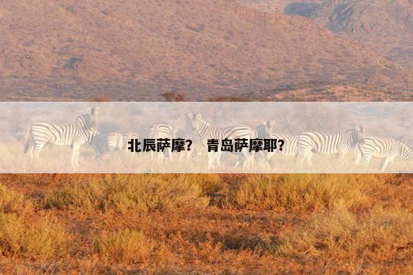 北辰萨摩？ 青岛萨摩耶？
