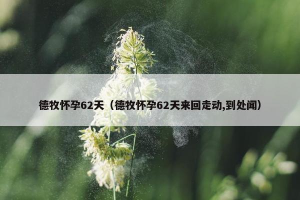 德牧怀孕62天（德牧怀孕62天来回走动,到处闻）