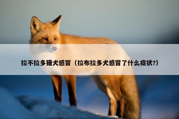 拉不拉多猎犬感冒（拉布拉多犬感冒了什么症状?）